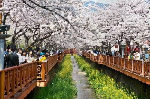 8 Days Korea UNESCO Tours Seoul Busan Jinhae Jeju Sokcho
